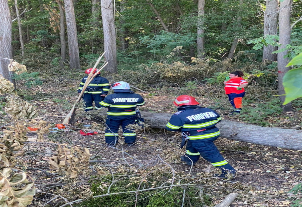 Tragedie într-o localitate din Tulcea: Un bărbat a murit după ce un copac a căzut peste el