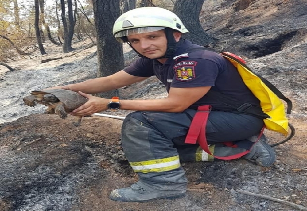 Un pompier din Sinaia a salvat o broască țestoasă in timpul misiuni de stingere a incendiilor din insula Evia