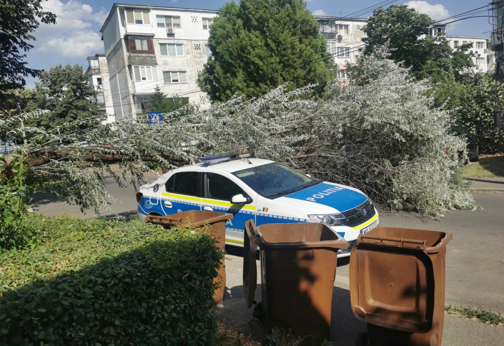 Prahova: Copac prăbușit peste o mașină de Poliție. Echipajul nu se afla în autospecială