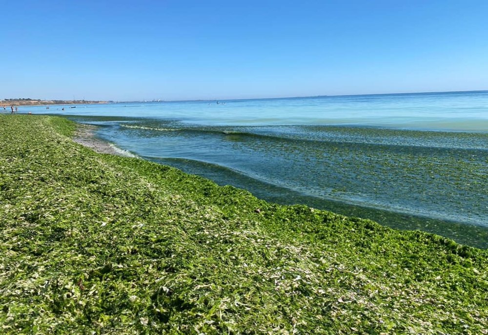 FOTO VIDEO Sudul litoralului invadat de alge