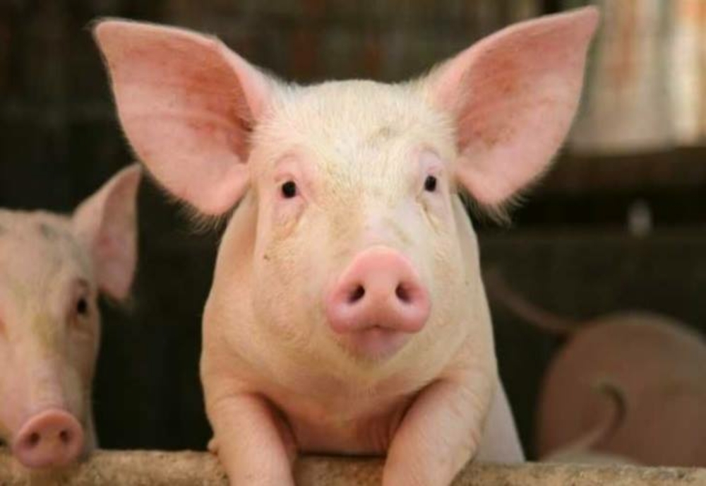 Peste porcină la o fermă din judeţul Olt. Peste 31.000 de porci urmează să fie ucişi