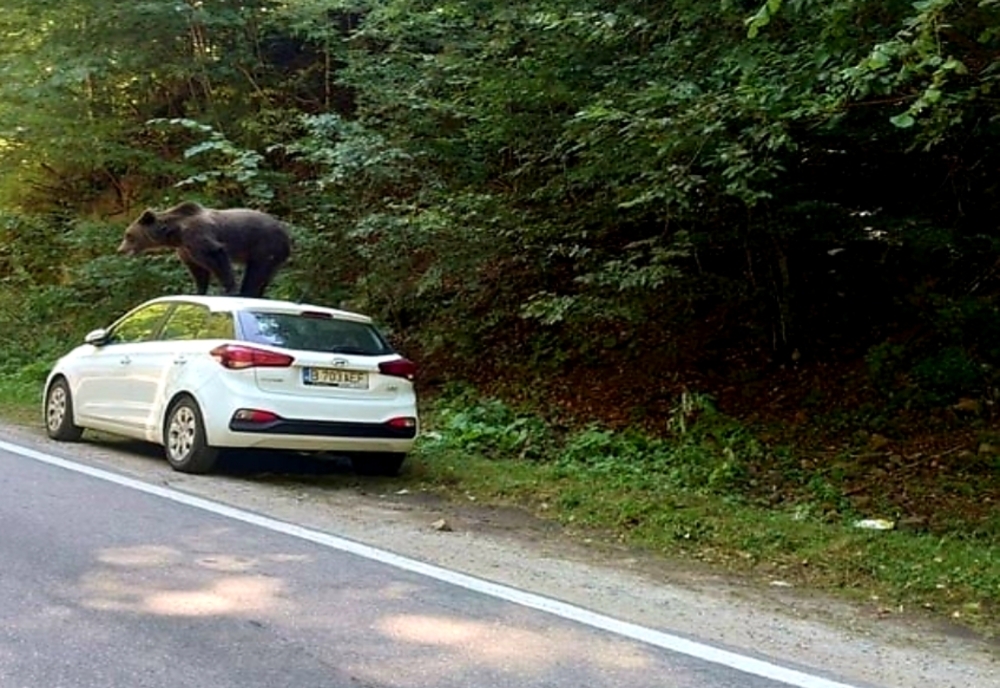 Un urs s- a cățărat pe un autoturism