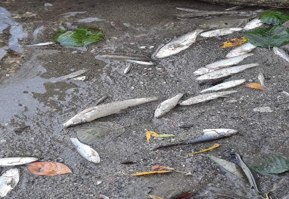 Hunedoara. Sute de peşti morţi pe Jiul de Vest