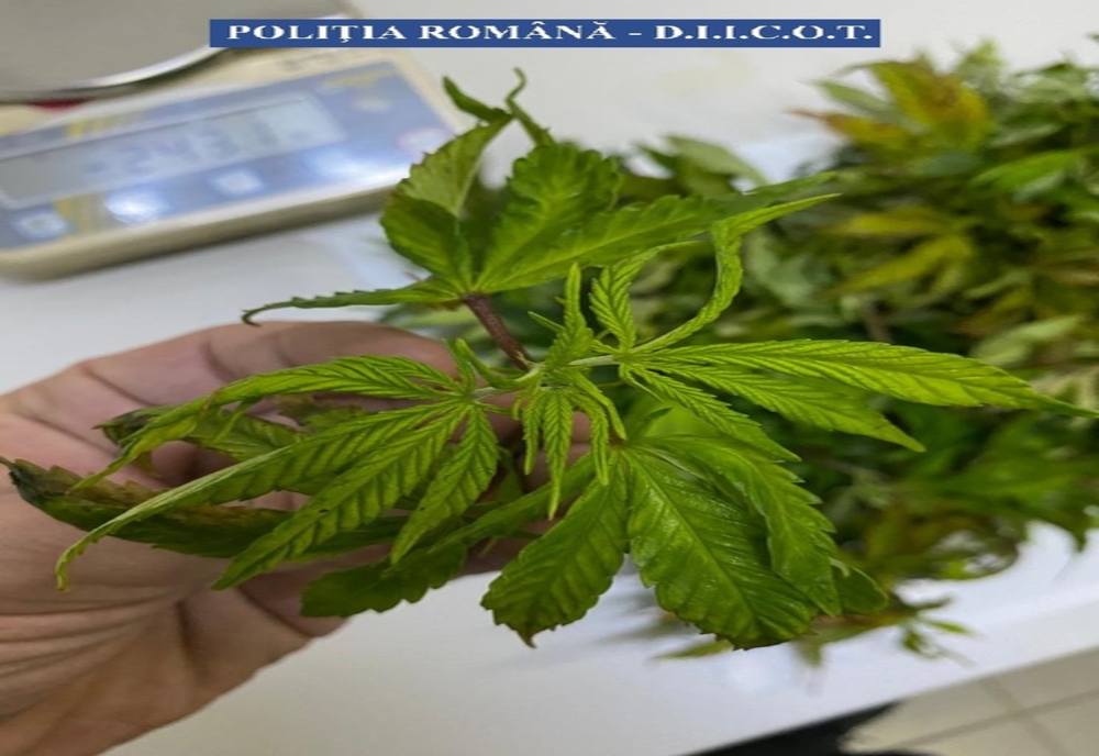 Cultură de cannabis, descoperită în Argeș: Patru persoane aduse la DIICOT