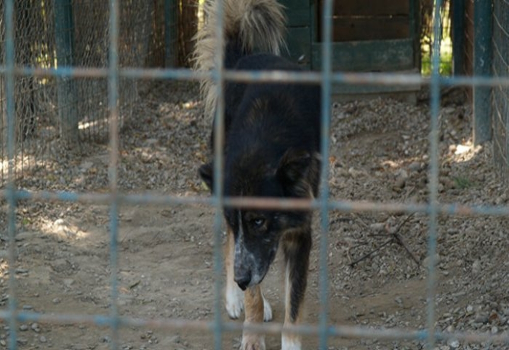 DÂMBOVIȚA: Proiect de regulament privind gestionarea cazurilor de animale aflate în pericol