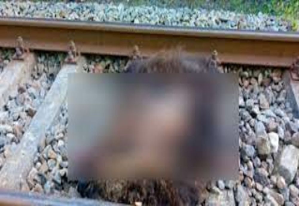 O ursoaică și un pui au fost uciși de tren în județul Dâmbovița