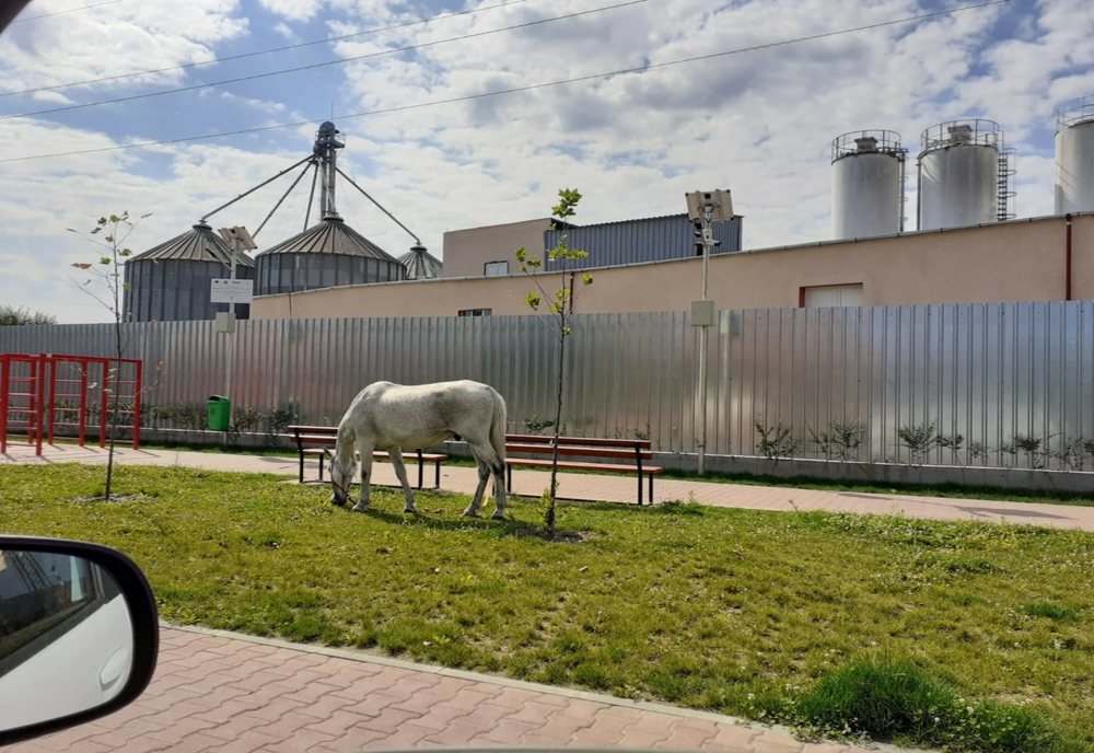 Cai lăsaţi liber pe un loc de joacă din Târgu Jiu
