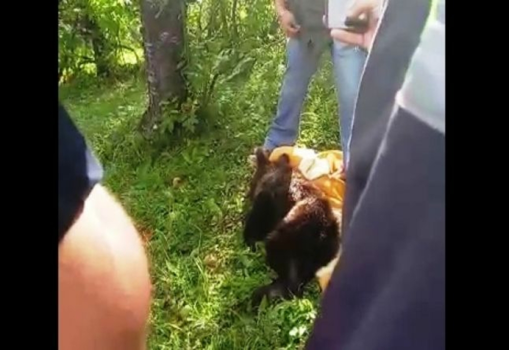 Pui de urs, găsit în grădina unui jandarm, în Dâmbovița