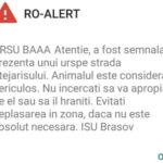 Anchetă după un mesaj RO ALERT. Cum a fost anunțată prezența unui urs