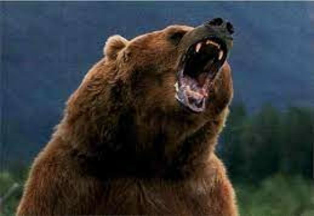Ursoaică agresivă, UCISĂ în baza ordonanței aprobate de Guvern. Care este valoarea PAGUBELOR provocate