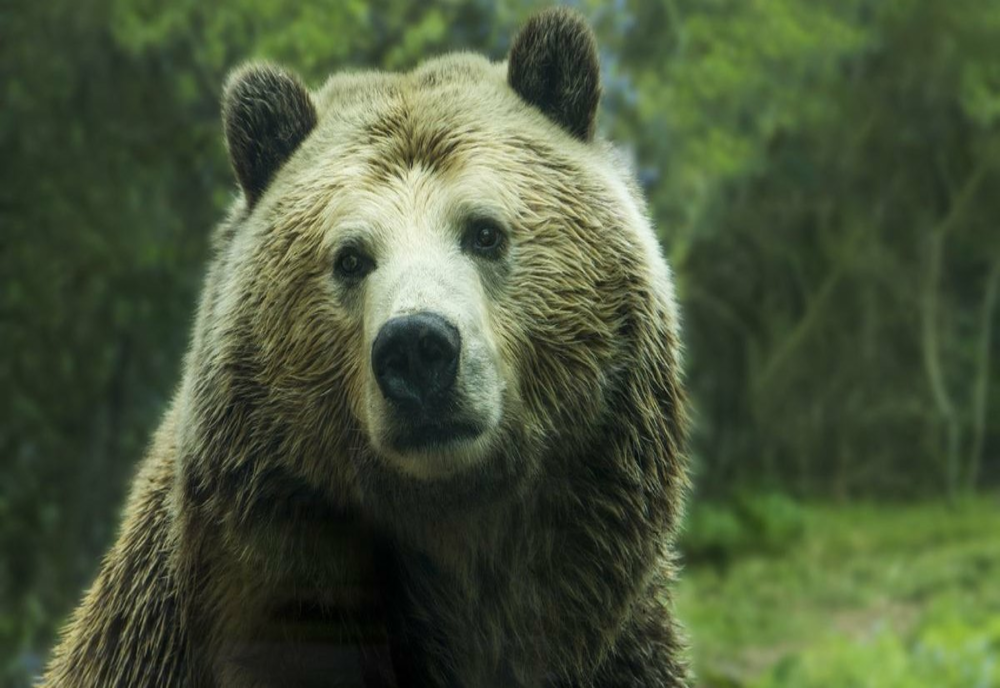 Urșii au ajuns și în localități din Prahova unde nu au mai fost văzuți demult- VIDEO