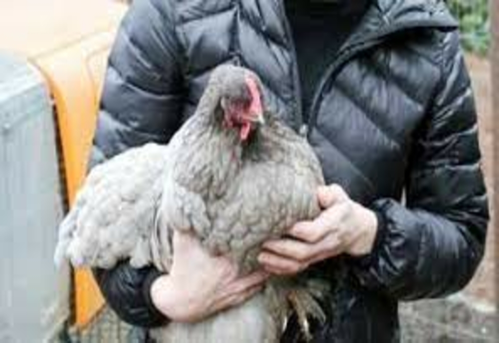 Hoți de găini prinși în Lețcani! Pentru ciorbă, au furat și zarzavat