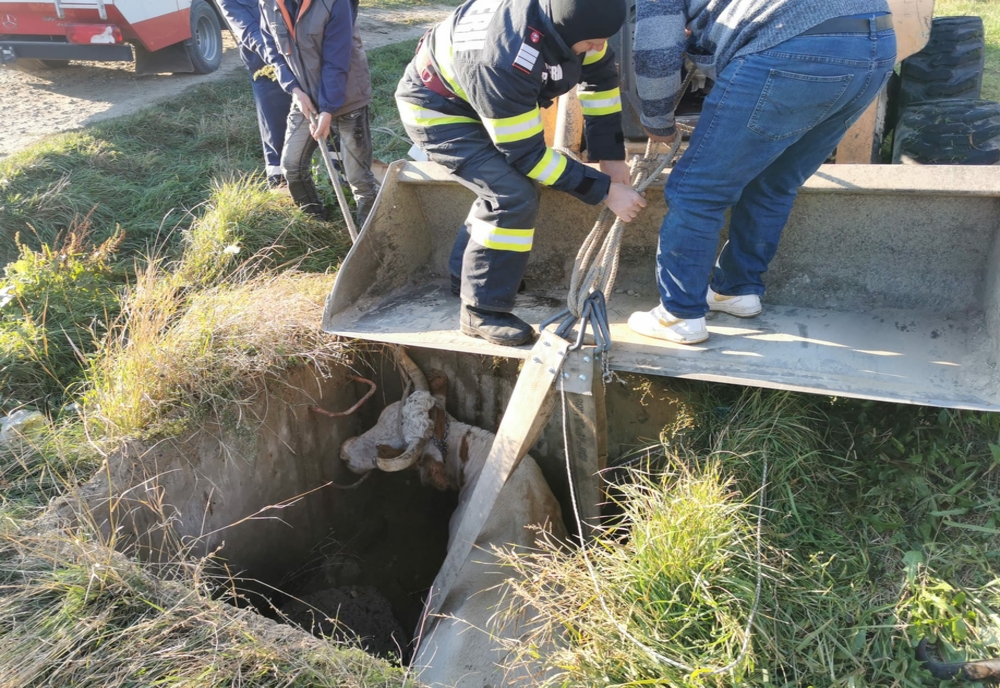 Bovină căzută într-un cămin de apă, salvată de pompierii din Trușești