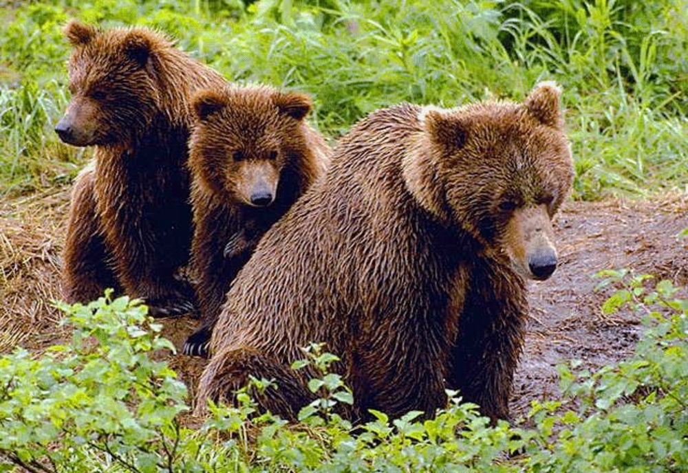 445 de intervenții pentru alungarea urşilor, de la începutul anului, în județul Harghita!