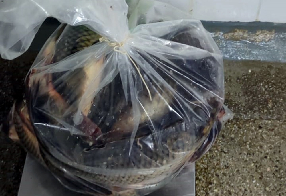 Prins cu zeci de kilograme de pește fără acte