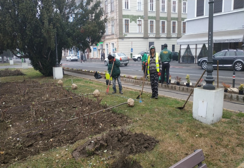 Sute de arbori ornamentali urmează să fie plantați în Arad