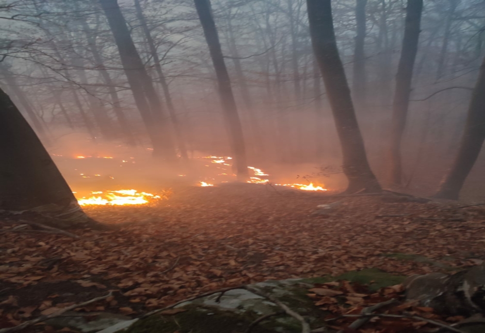 Au ars peste 28 de hectare în pădurea de la Oituz
