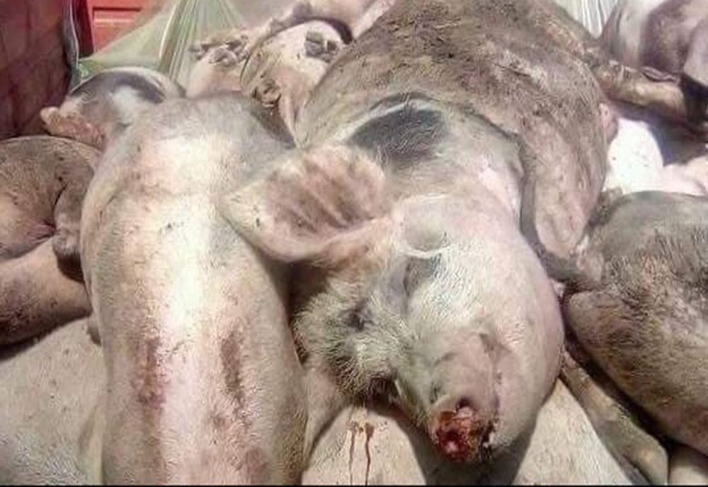 Pestă porcină africană descoperită în două sate din Bistrița-Năsăud! Zona de supraveghere în întinde până în județul Cluj