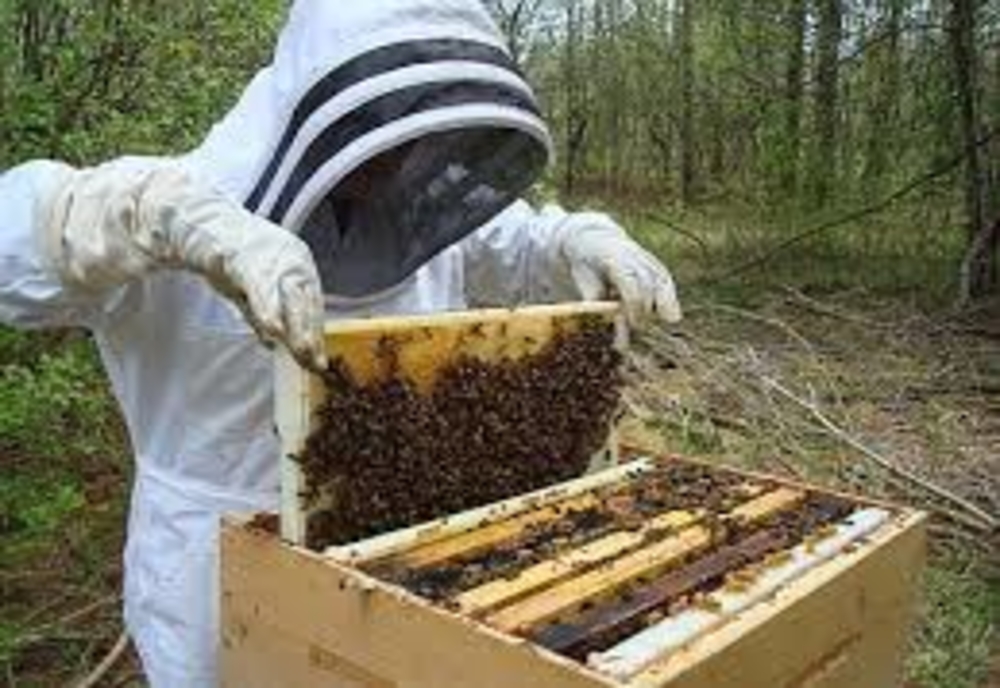 APROBAT! Ajutorul de minimis albine, termen depunere cereri la APIA!