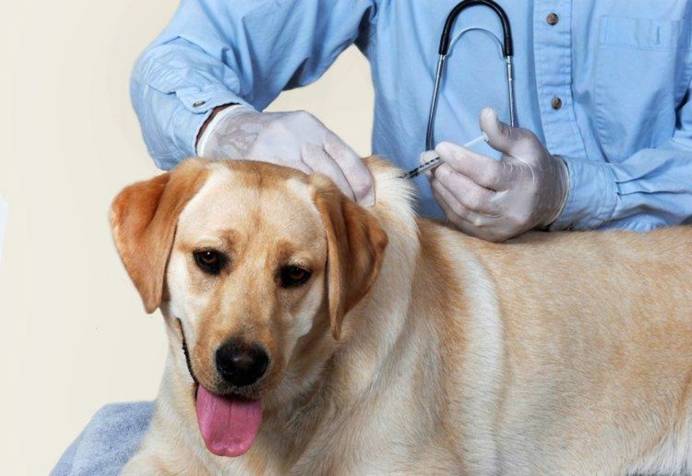 Campanie de vaccinare antirabică a câinilor și pisicilor, în Bistrița-Năsăud