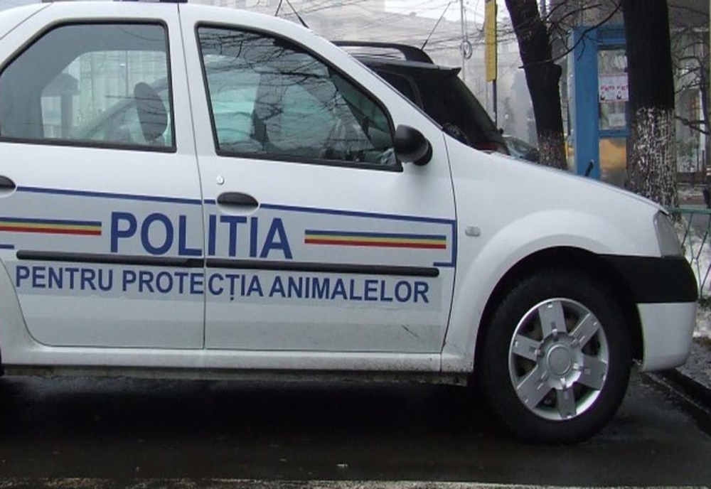 Percheziții desfășurate de polițiștii de la Protecția Animalelor, în Săliștea de Sus! Bărbat, cercetat pentru uciderea unui câine