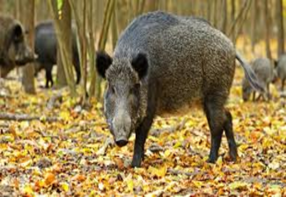 Pesta porcină africană se extinde pe fondurile de vânătoare din Caraș-Severin