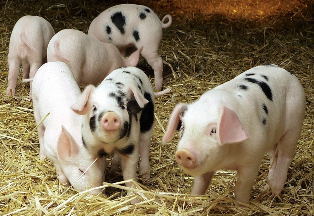 Comercializarea cărnii de porc  neexpertizată sanitar veterinar, sancţionată cu amenzi cuprinse între 20.000 și 40.000 de lei