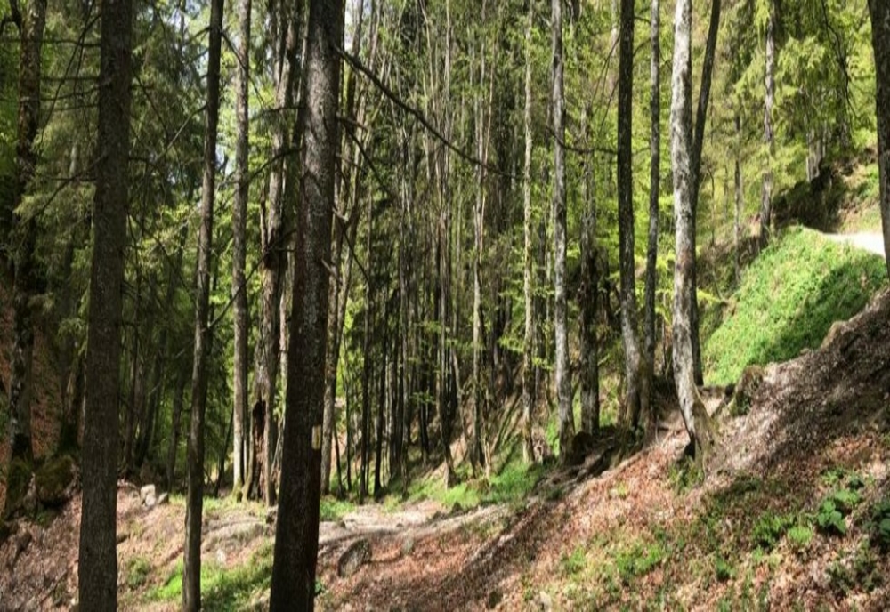 Peste 7.400 de ha de pădure au fost introduse în Catalogul Național al Pădurilor Virgine și Cvasivirgine