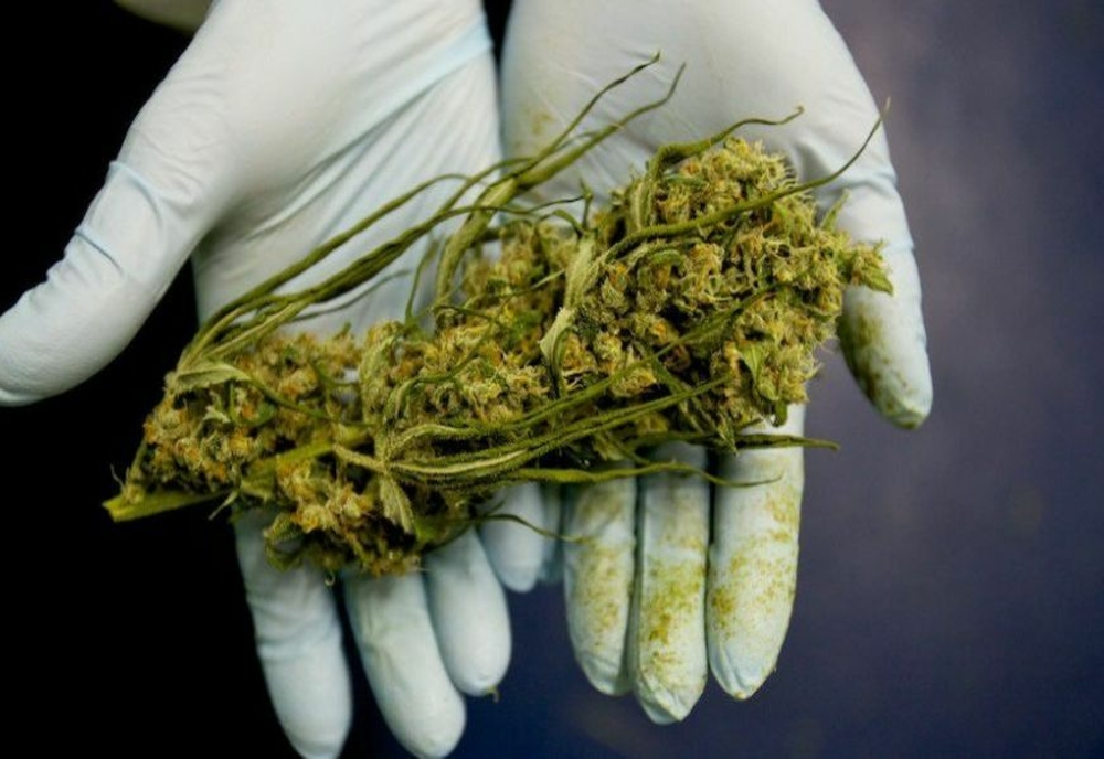 Cannabisul, eliminat de pe lista drogurilor. Planta va putea fi cultivată în gospodării