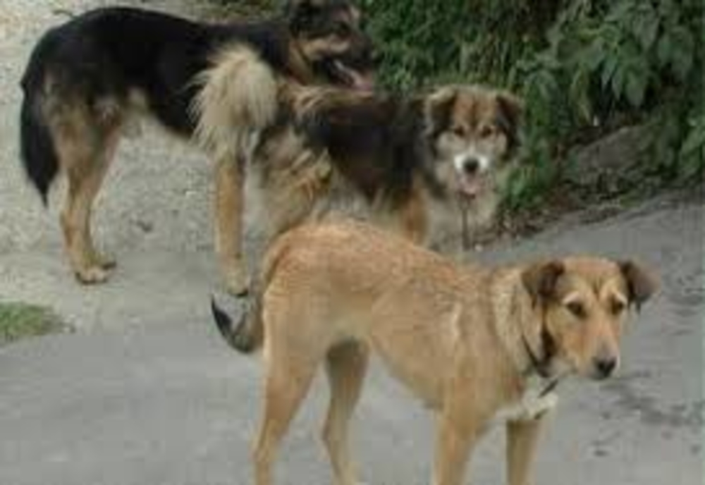 Atacurile câinilor fără stăpân declanșează salubrizarea „favelelelor braziliene” de la Reșița