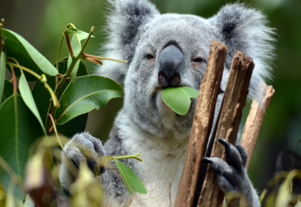 De lăudat: Cât va cheltui Australia pentru protejarea urșilor koala?