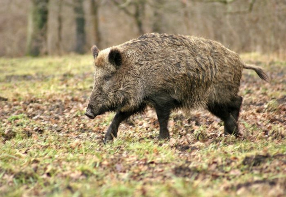 2 cazuri de pestă porcină africană, depistate la mistreți vânați în județul Dâmbovița