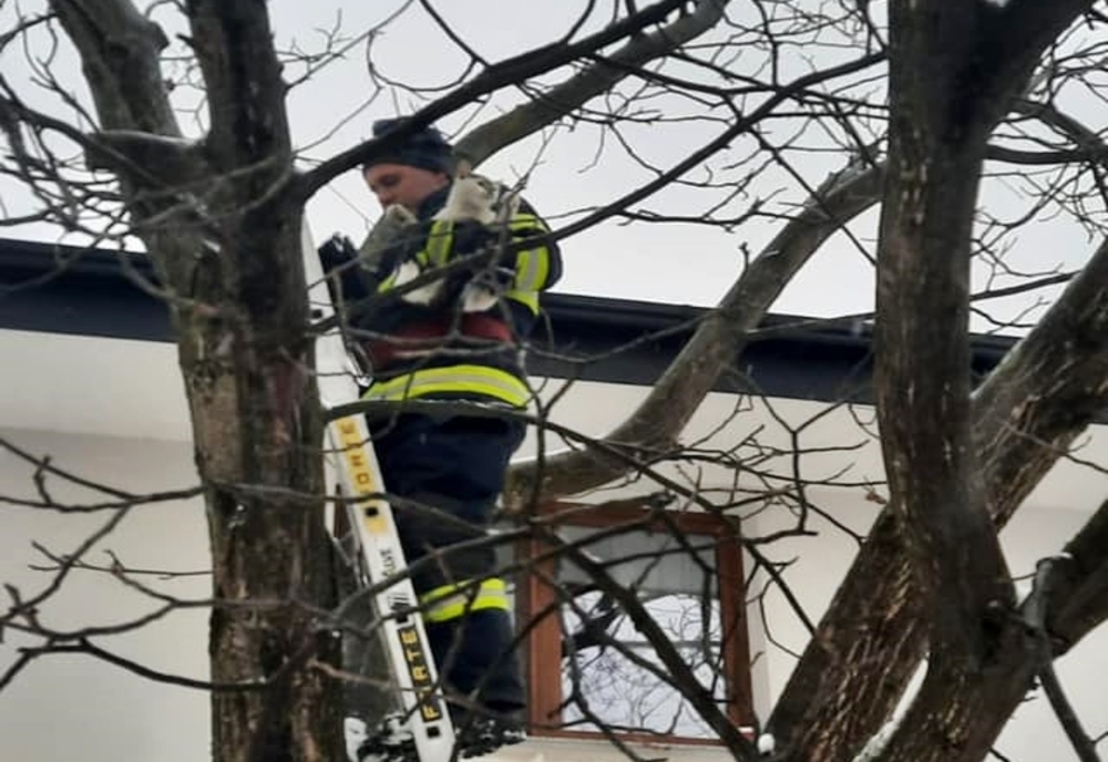 Pompierii din Negrești Oaș au salvat o pisică ce a urcat într-un copac