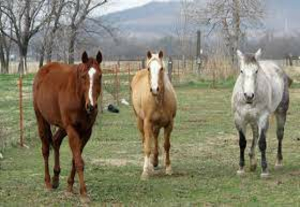Au furat trei cai din Helegiu, însă n-au ajuns prea departe