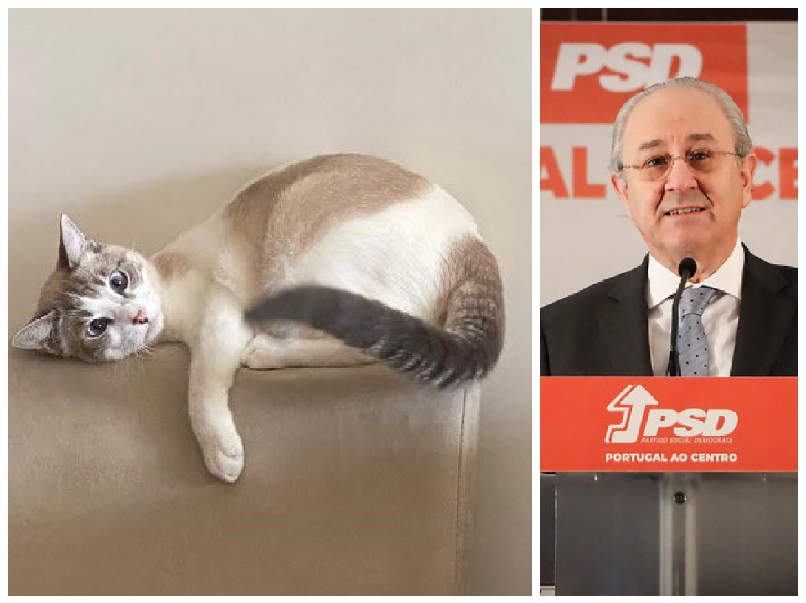 Va câștiga ”omul cu pisica” alegerile? Socialiștii și conservatorii, ”bară la bară” în Portugalia