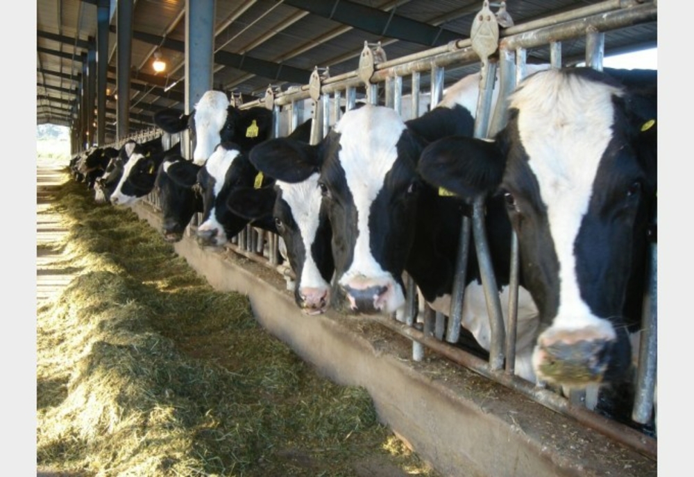 Fermierii pot depune cererile de plată pentru Măsura privind bunăstarea animalelor