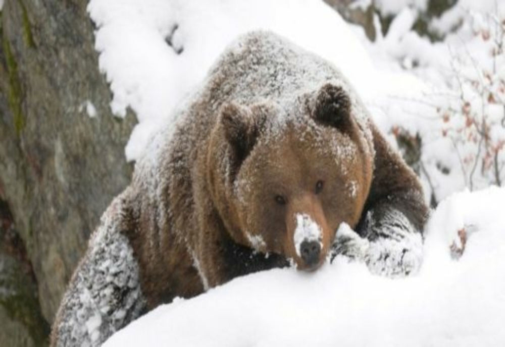 Ordinul care stabilește nivelul maxim de intervenție și prevenție în cazul speciei urs brun a fost lansat în consultare publică