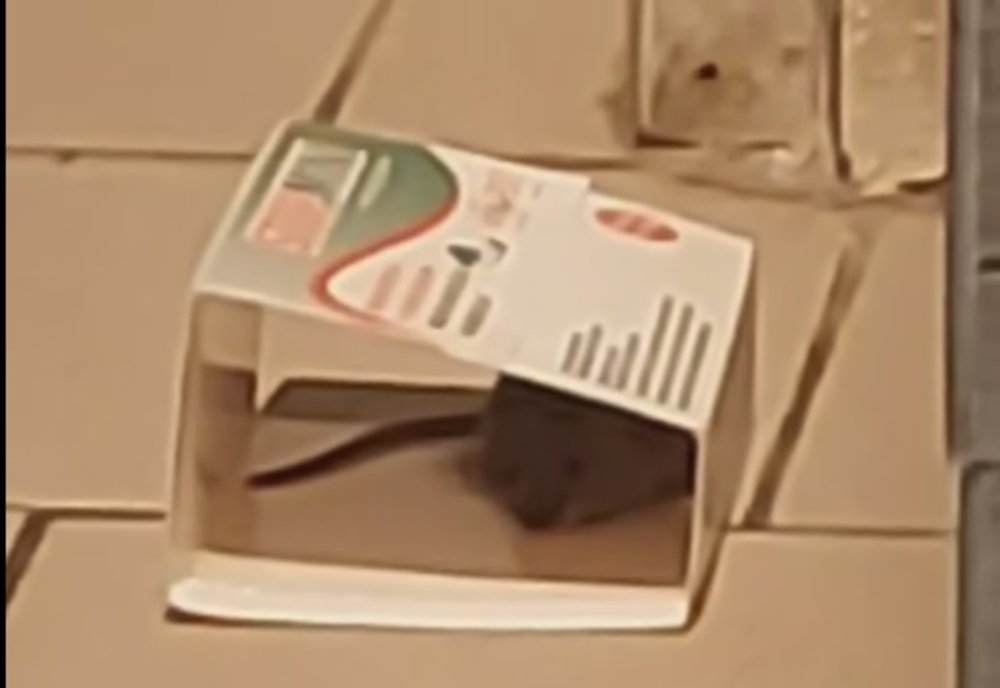 Video: Șoareci, printre rafturile cu alimente, într-un supermarket din Pătârlagele