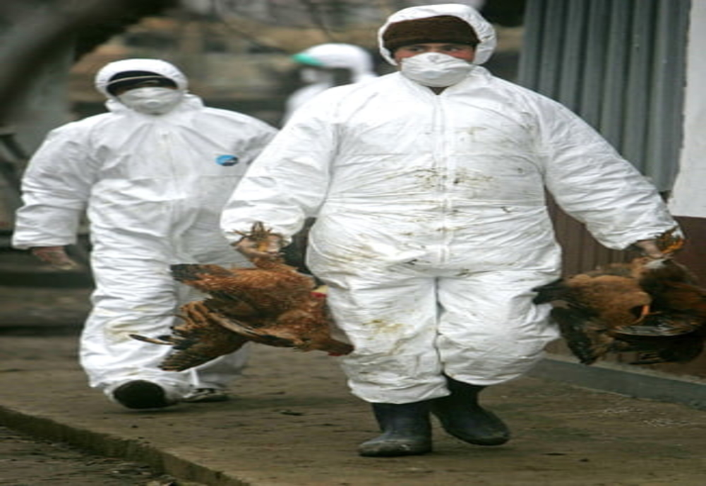 Focar de gripă aviară într-o gospodărie din Țăndărei