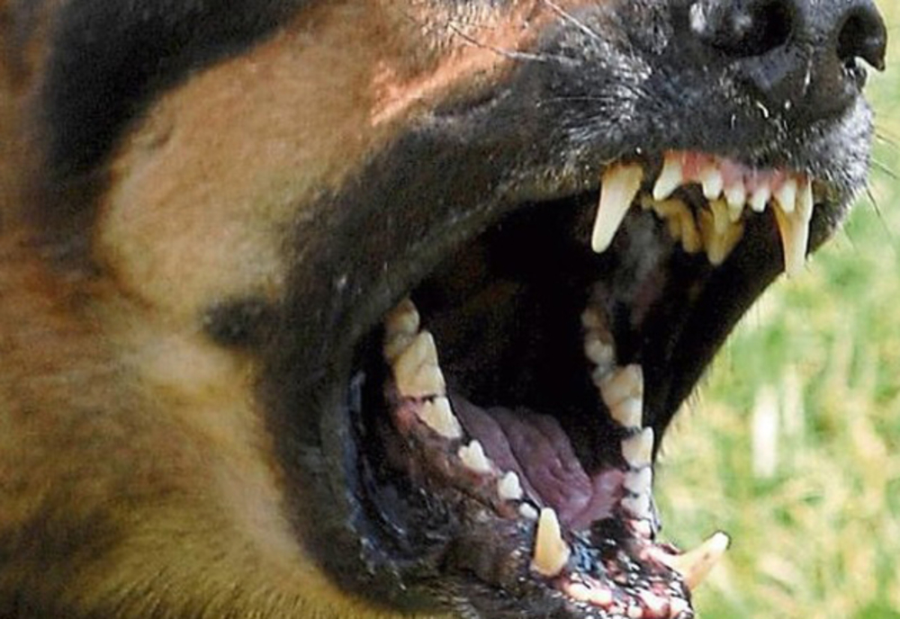 Câinele unui albaiulian a murit după ce a fost atacat de un maidanez