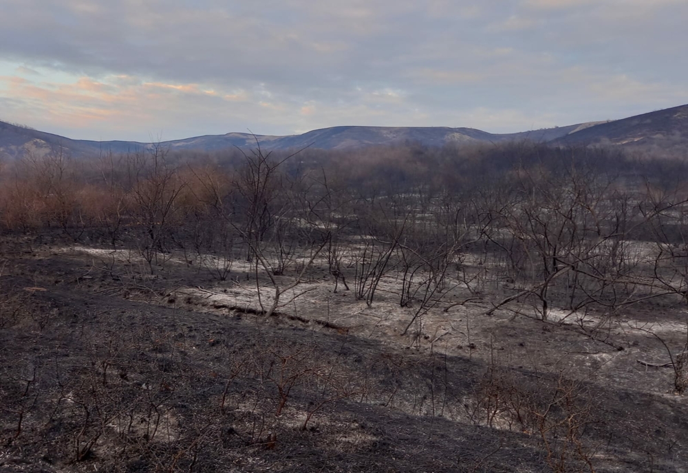 VIDEO: Un incendiu a mistuit circa 700 de ha de vegetație uscată pe raza comunei Scorțoasa