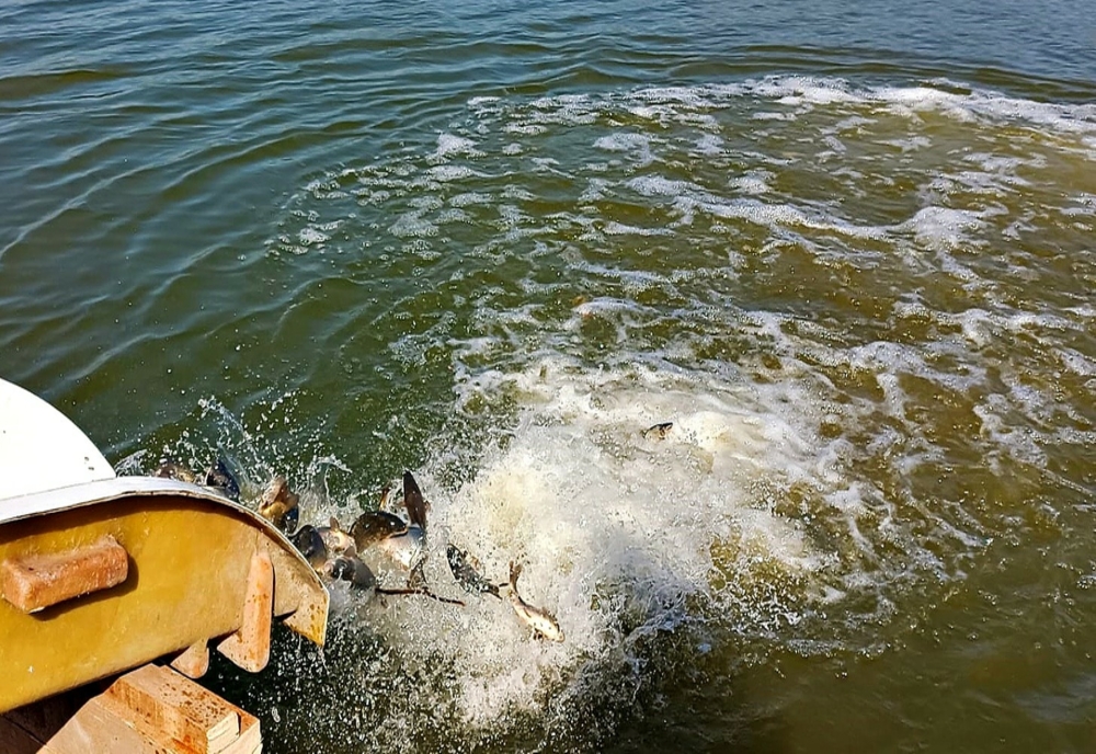 Balta Zătun a fost populată cu trei tone de pește