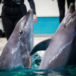 4 delfini și 3 foci din Harkov urmează să ajungă la  Constanța