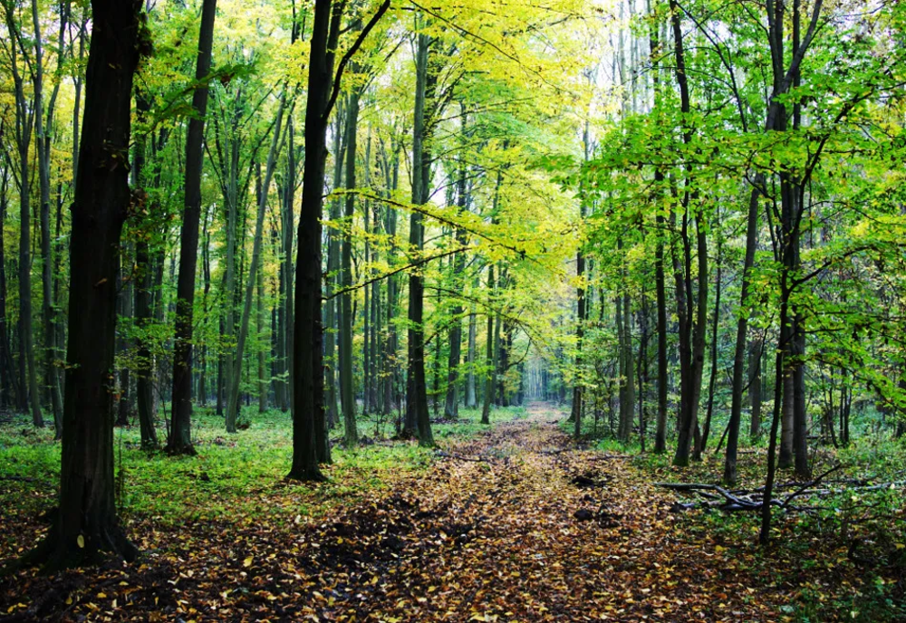Orice pădure nou înființată va beneficia de o primă anuală de 456 de euro/ ha timp de 20 de ani