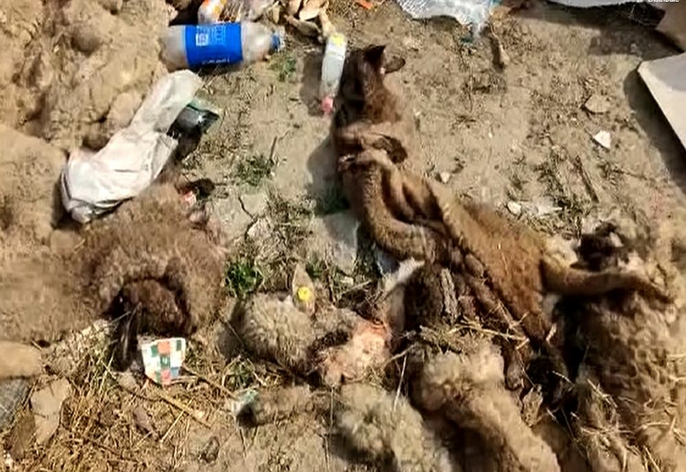 VIDEO Imagini șocante într-o localitate din  Ialomița. Piei și intestine de animale, aruncate pe câmp