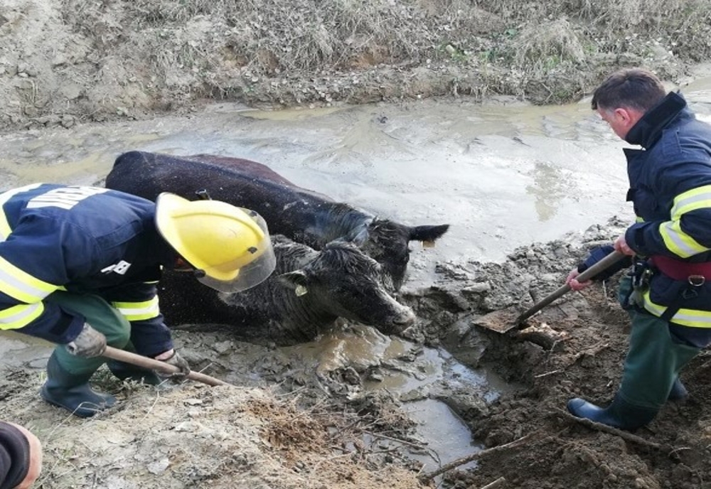 Dâmboviţa: Intervenție dificilă a pompierilor pentru salvarea a două văcuțe căzute într-un canal de scurgere al unei balastiere