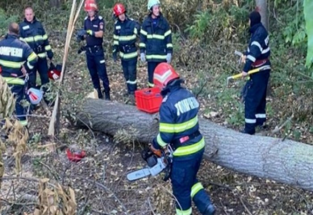 Bărbat în stare gravă după ce a fost lovit de un copac, într-o exploatație forestieră din Prahova