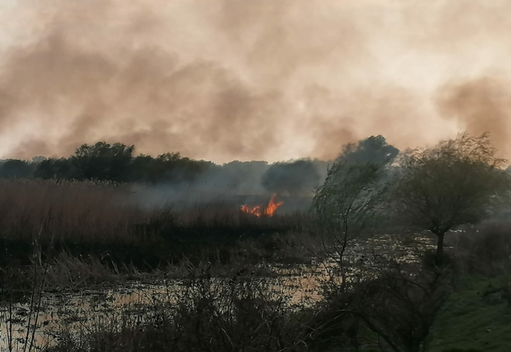 FOTO VIDEO Incendiu violent în Delta Dunării