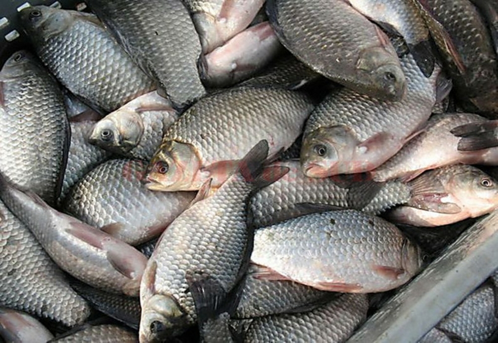Bărbat din Dorobanțu, prins cu zeci de kilograme de  pește fără acte