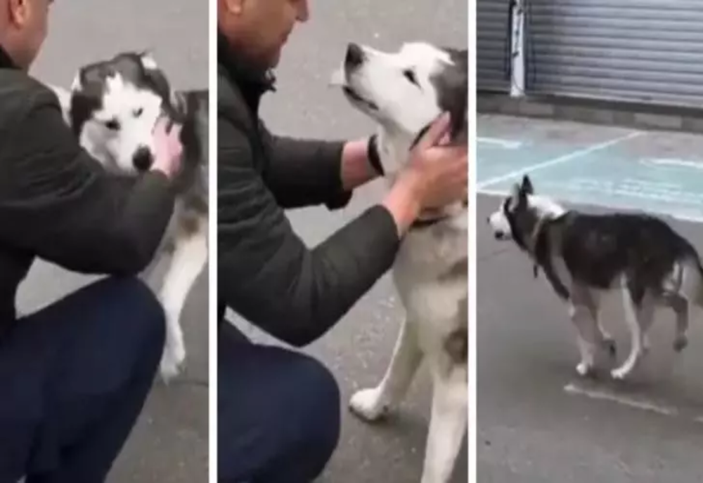 VIDEO | Revedere emoționantă între un câine și stăpânul său, refugiat din Bucha